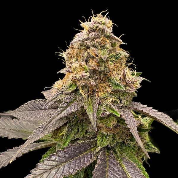 Melon Meltdown Seed > Elev8 Seeds | Feminized Cannabis   |  Hybrid
